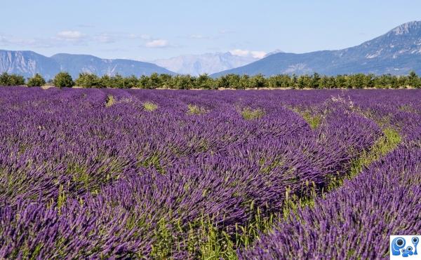 lavender fields